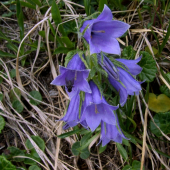 zvonček alpínsky