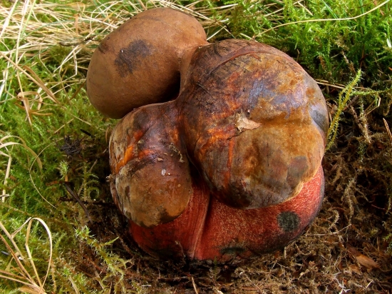 hríb zrnitohlúbikový