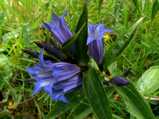 horec luskáčovitý