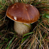 hríb smrekový