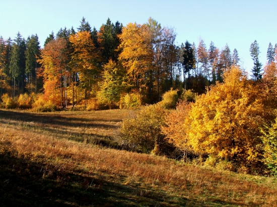 Jánošová