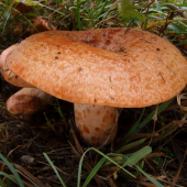 rýdzik sosnový