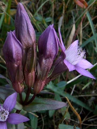 horček horký pravý