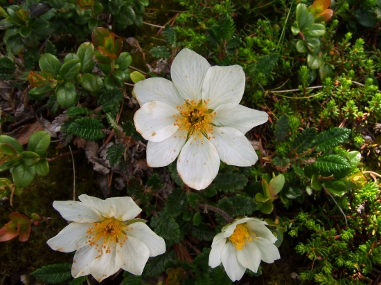 dryádka osemlupienková