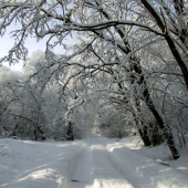 Zasneženou cestičkou