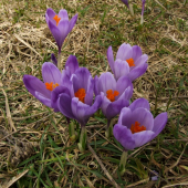 šafran spišský