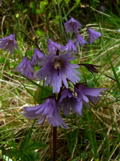 soldanelka karpatská