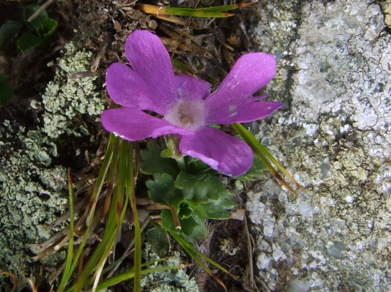 prvosienka najmenšia