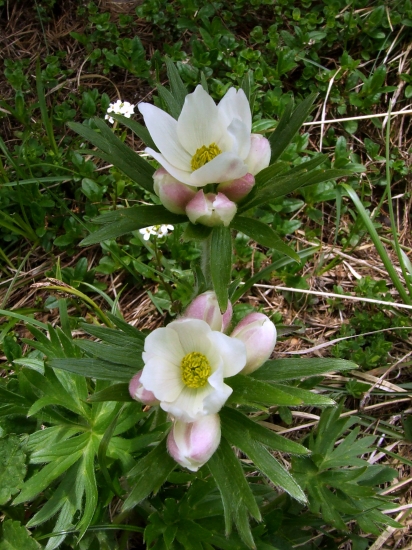 veternica narcisokvetá