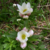 veternica narcisokvetá