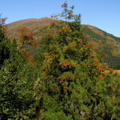 Jarabina