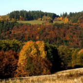 Z Dúbravy