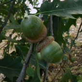 Žalude
