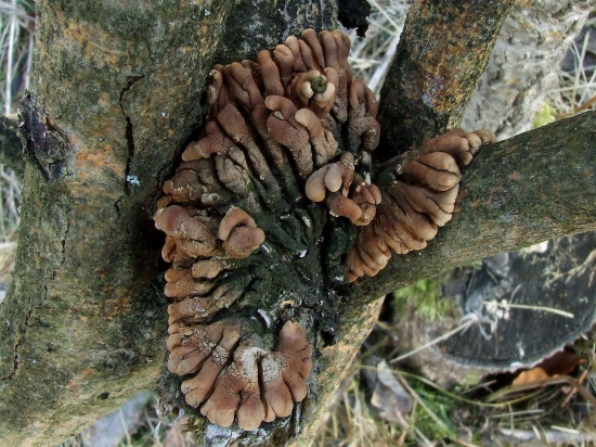 Hypocreopsis lichenoides