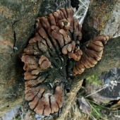 Hypocreopsis lichenoides