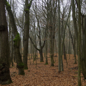 Dubový les