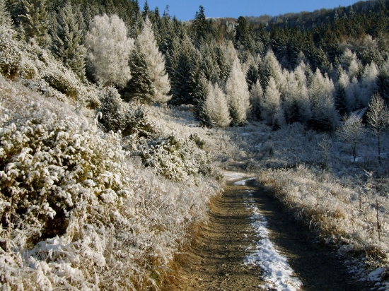 Rozprávkovým lesom