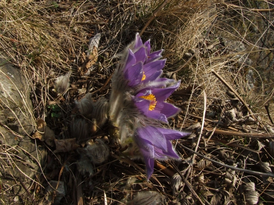 poniklec veľkokvetý