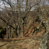 Ragáč