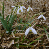 Snežienky