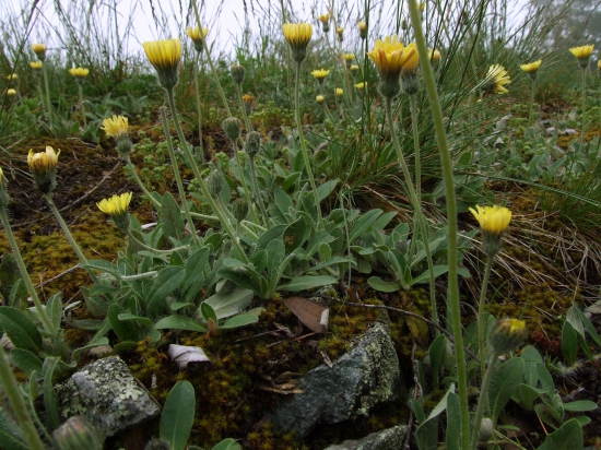 chlpánik obyčajný