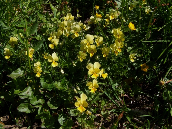 fialka žltá sudetská