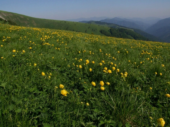 žltohlav najvyšší