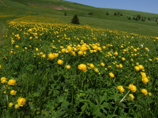 žltohlav najvyšší