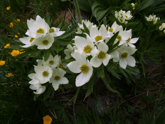 veternica narcisokvetá