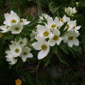 veternica narcisokvetá