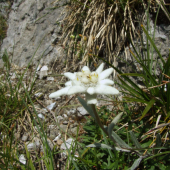 plesnivec alpínsky