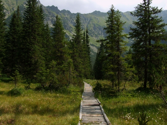 Temné Smrečiny