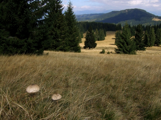 Z Bukoviny