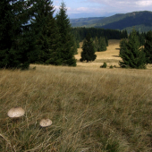 Z Bukoviny