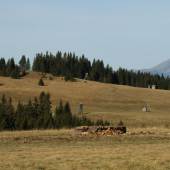 Smrečiny