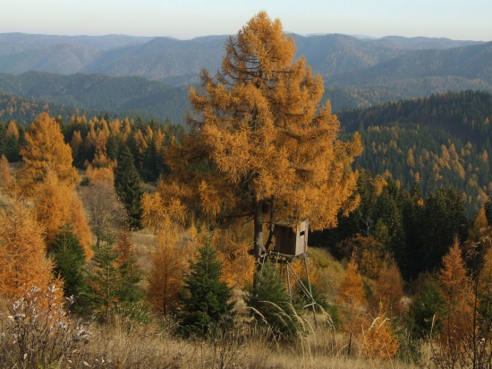 Pod červeným smrekom