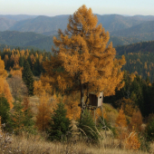 Pod červeným smrekom