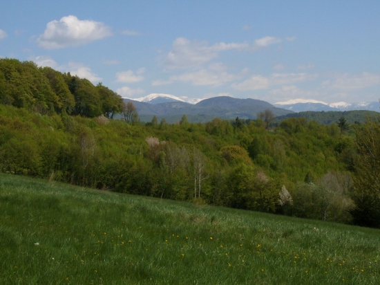 Z Dúbravy