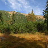 V doline