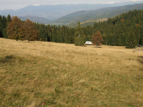 Z Bukoviny
