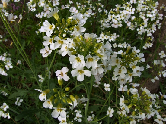 žerušničník piesočný