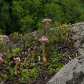 skalnica wettsteinova veľkolistá