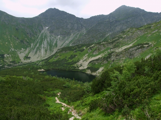 Roháče