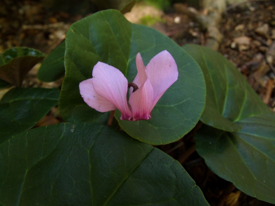 cyklámen fatranský