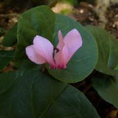 cyklámen fatranský