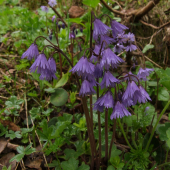 soldanelka karpatská