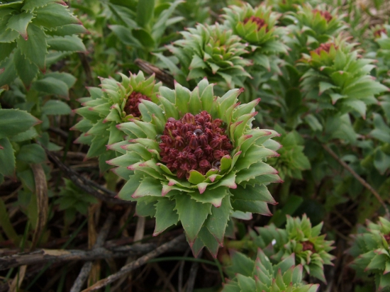 rozchodnica ružová