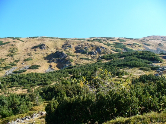 Tam hore byvaju naj.jelene.