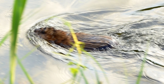 co je to za hlodavec?