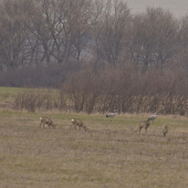 pls co za vtaci stoja za srnciou?